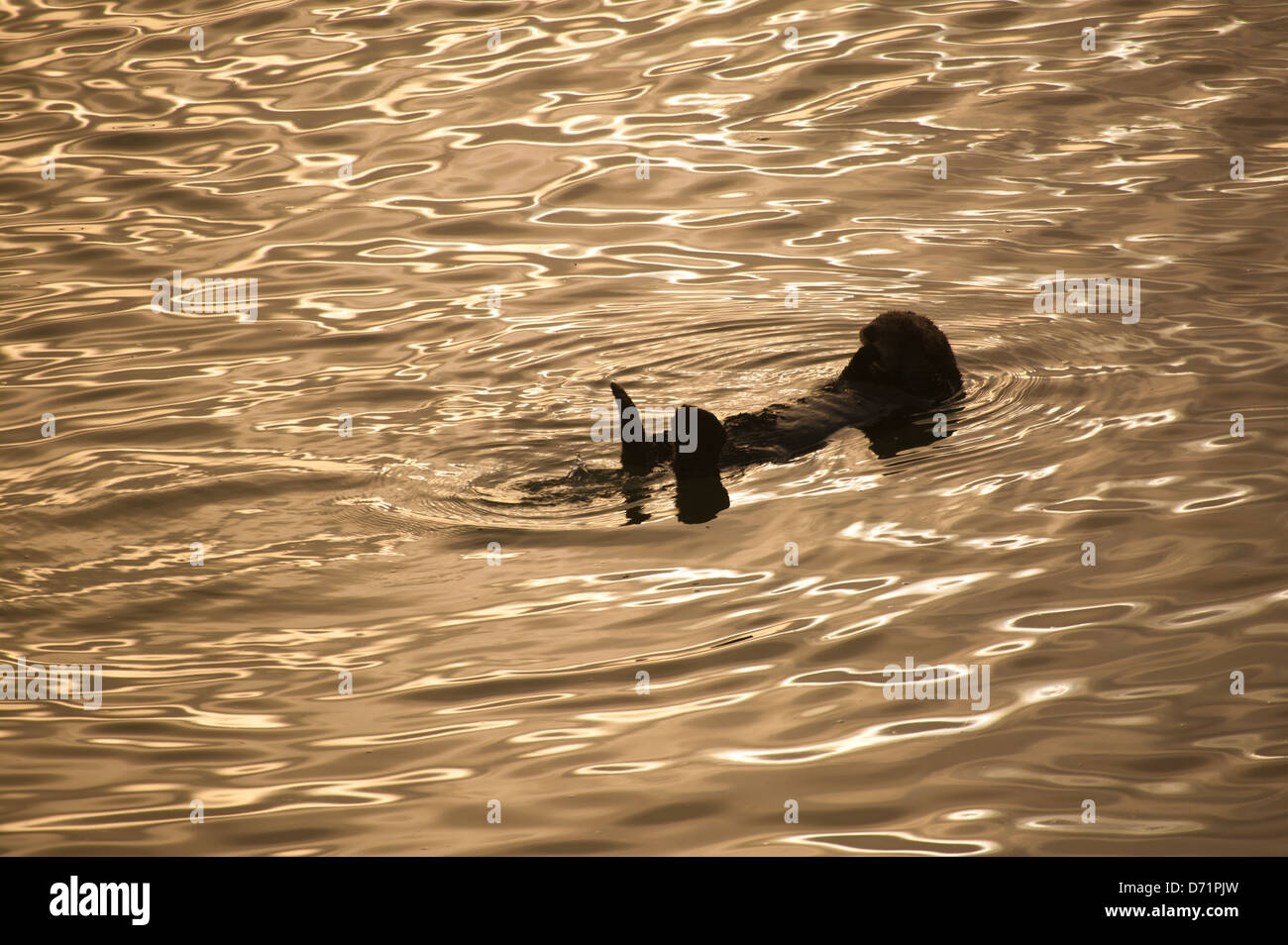 Sea Otter, Enhydra lutris, bei Sonnenaufgang auf Moss Landing, Pacific Coast, Kalifornien, USA. Stockfoto