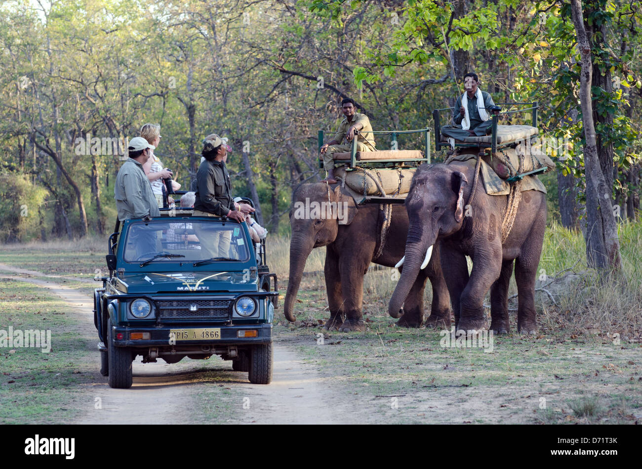 Asiatische Elefanten, Elephas Maximus, Mahout, arbeiten, Kanha Tiger Reserve, touristische Jeep, Madhya Pradesh, Indien Stockfoto