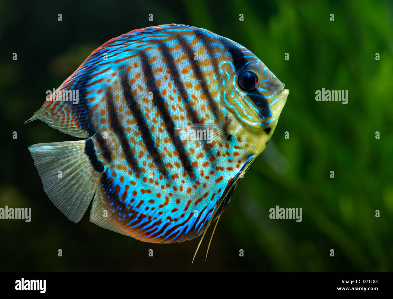 Aquarium: tropische Zierfische, Diskus (Symphysodon spp.) auf natürlichen grünen Hintergrund Stockfoto