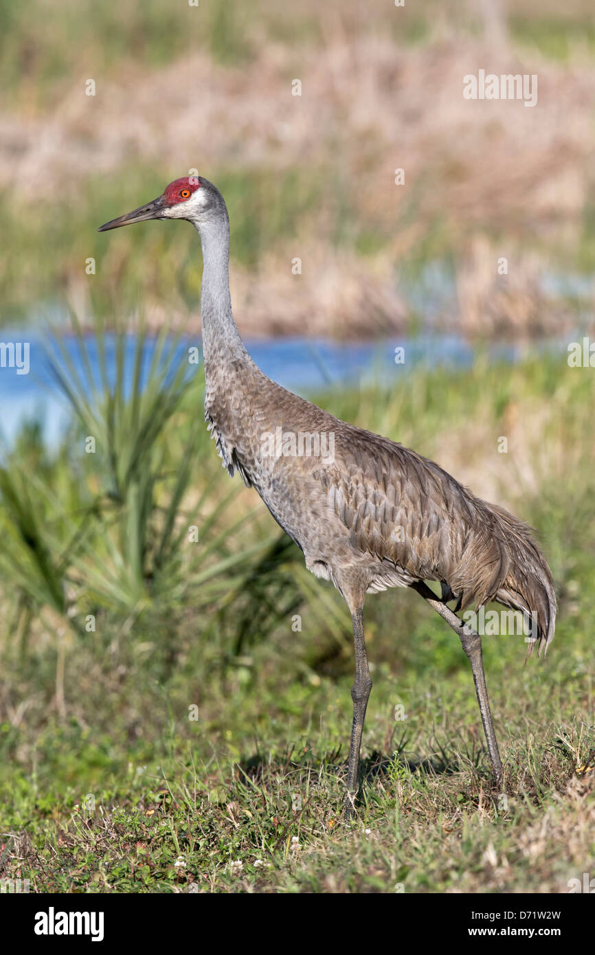 Sandhill Kran - Florida-Unterarten im Marschland Lebensraum Stockfoto