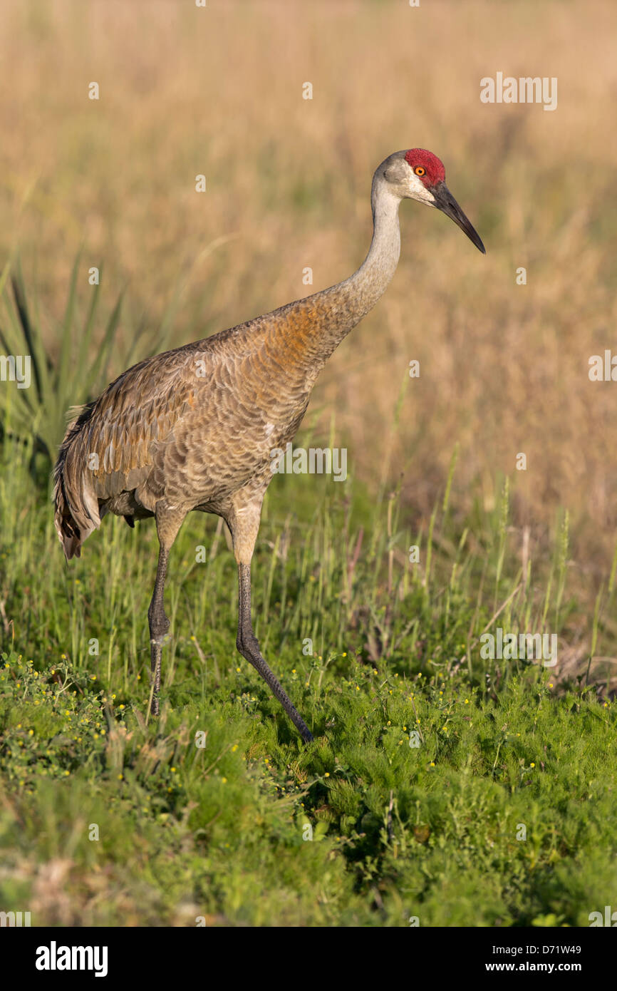 Sandhill Kran - Florida-Unterarten im Marschland Lebensraum Stockfoto