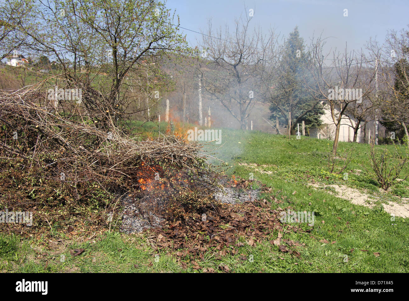 Frühling, die brennenden Äste von Obstbäumen schneiden Stockfoto