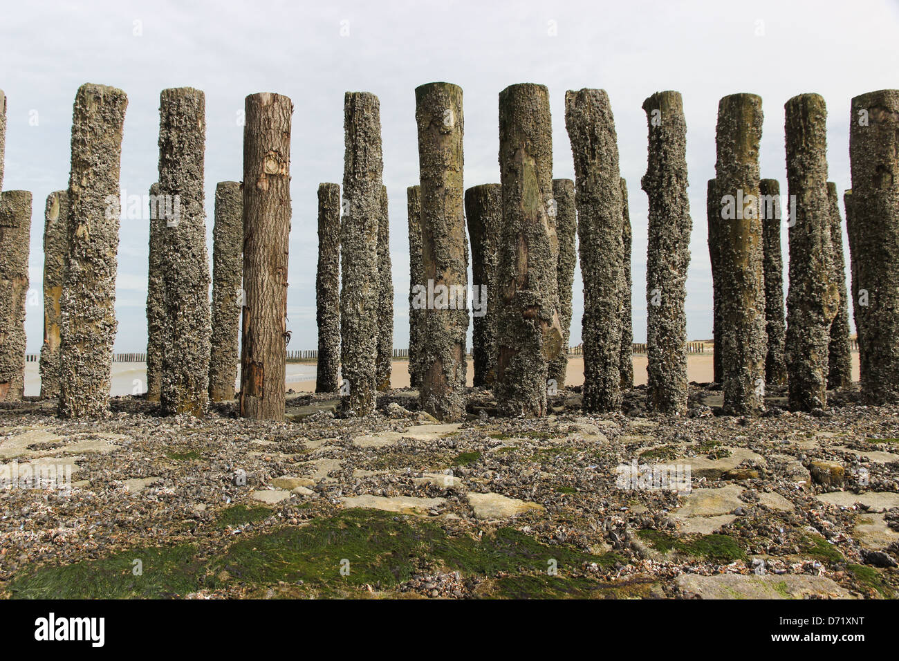 Wellenbrecher aus Holzpfählen und Steinen am Strand gemacht. Stockfoto