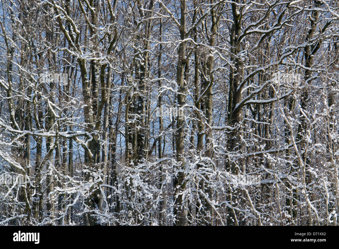 verschneiter Wald Detail im winter Stockfoto