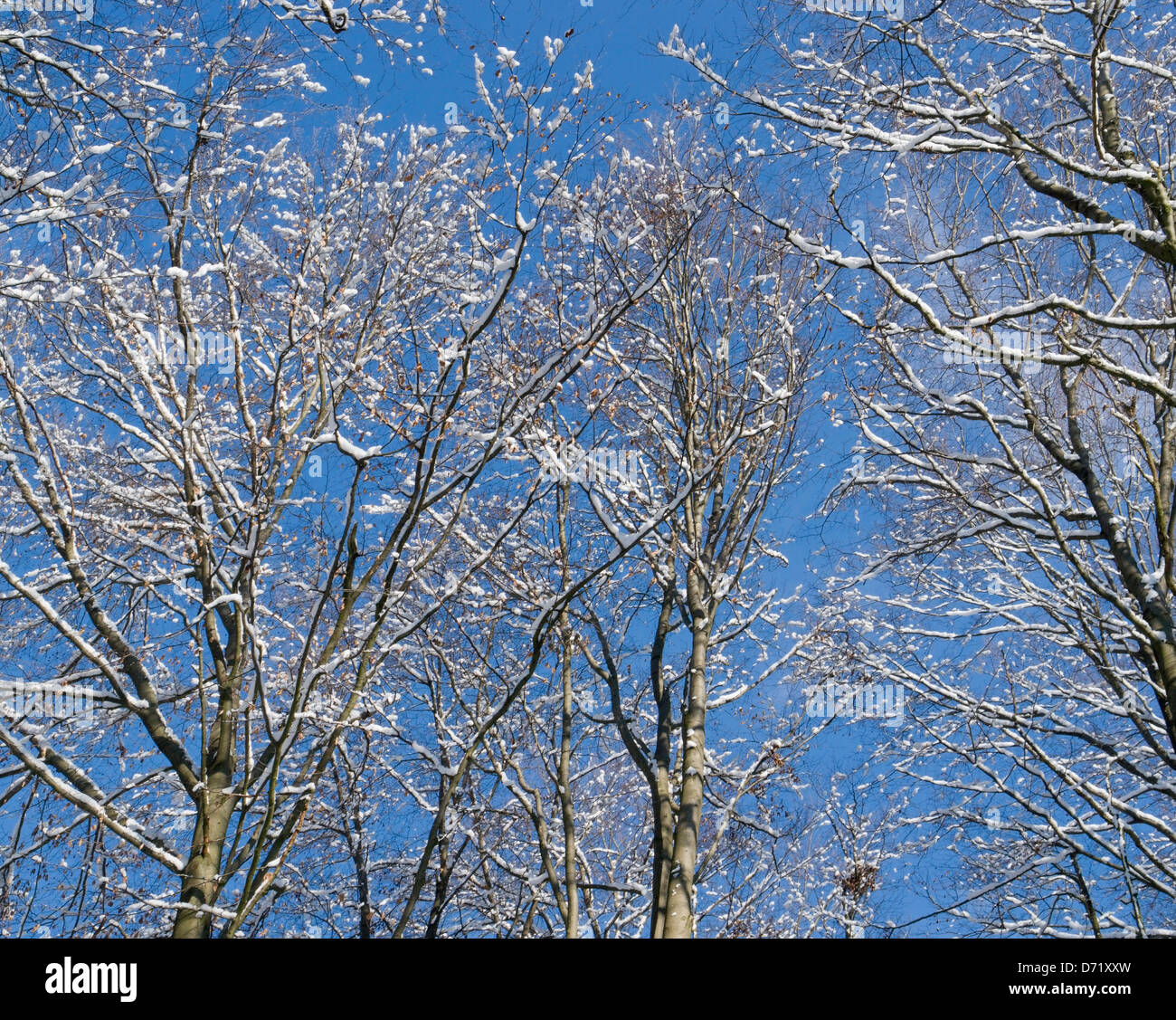 sonnig beleuchteten Schnee bedeckten Baum Detail im Winter vor blauem Himmel Stockfoto