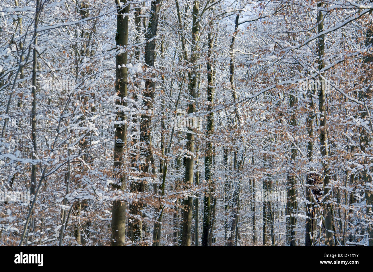 verschneiter Wald Detail im winter Stockfoto