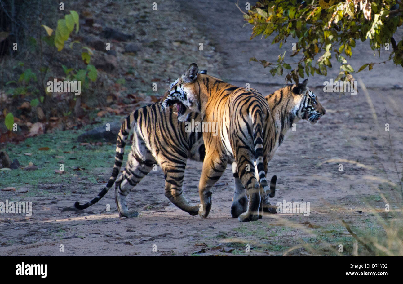 Royal Bengal Tiger, Panthera Tigris, schlich, Madhya Pradesh, Indien Stockfoto