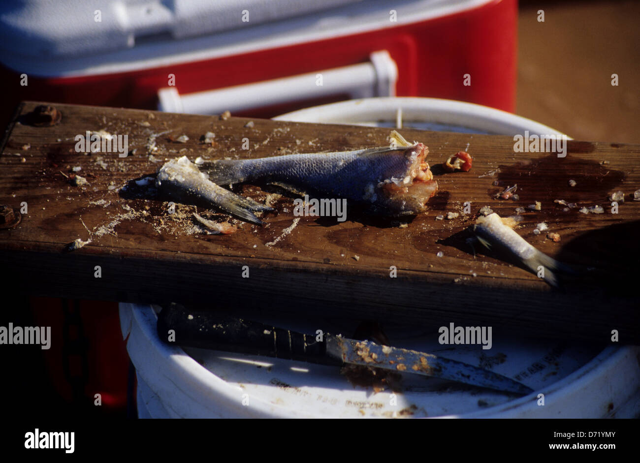 Fisch als Köder für Brandungsangeln am Strand von Matagorda Island Texas zerhackt Stockfoto