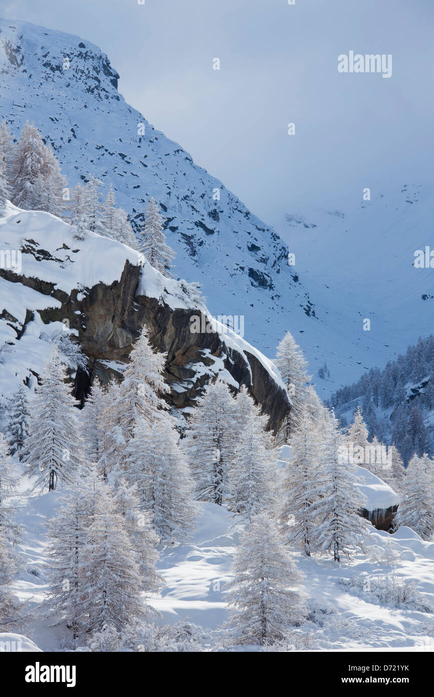 Lärchen im Schnee im Winter im Tal der Gran Paradiso Nationalpark, Valle d ' Aosta, Italien Stockfoto