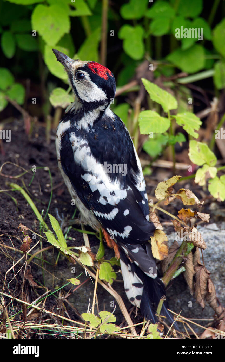 Buntspecht / größere Spotted Woodpecker (Dendrocopos großen) Juvenile abgedeckt bei Ameisen auf der Suche nach Ameise Eiern essen Stockfoto