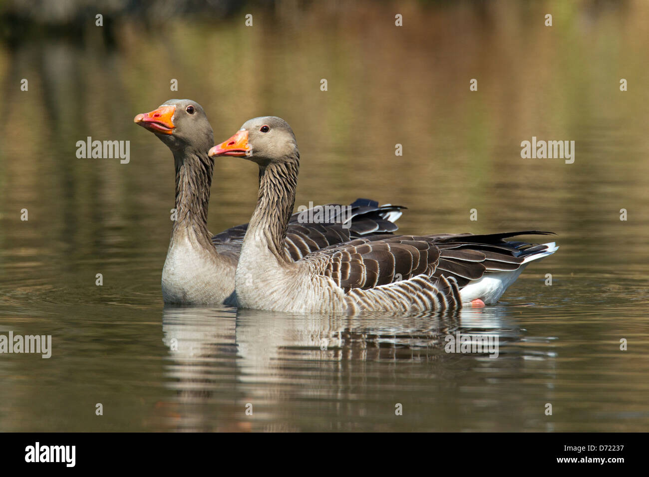 Zwei Graugänse / Graylag Gans (Anser Anser) Schwimmen im See Stockfoto