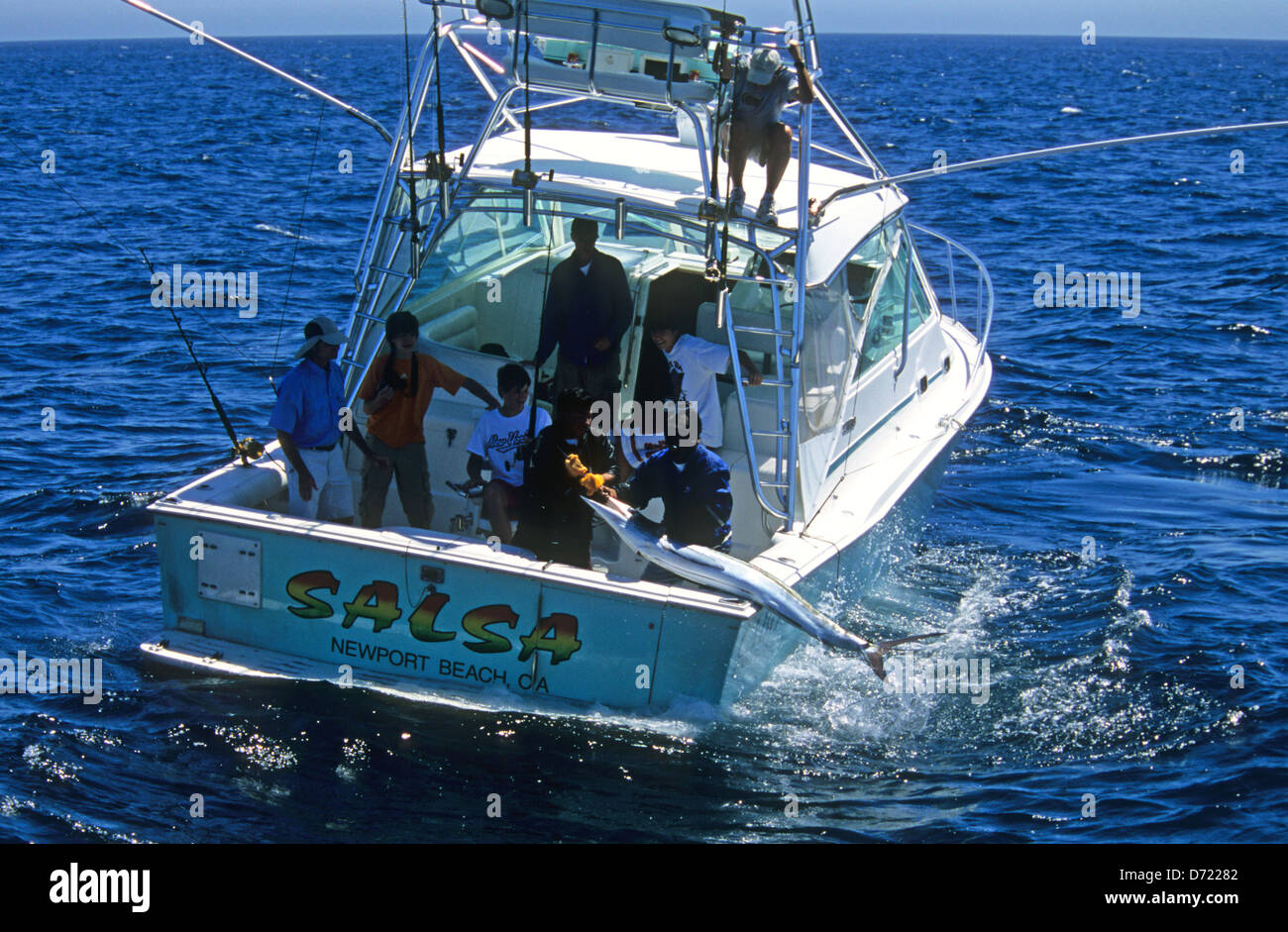 Fischer Landung einen gestreifter Marlin (Tetrapturus Audax) auf ein Sportangeln Boot in der Nähe von Cabo San Lucas Baja California Mexiko Stockfoto