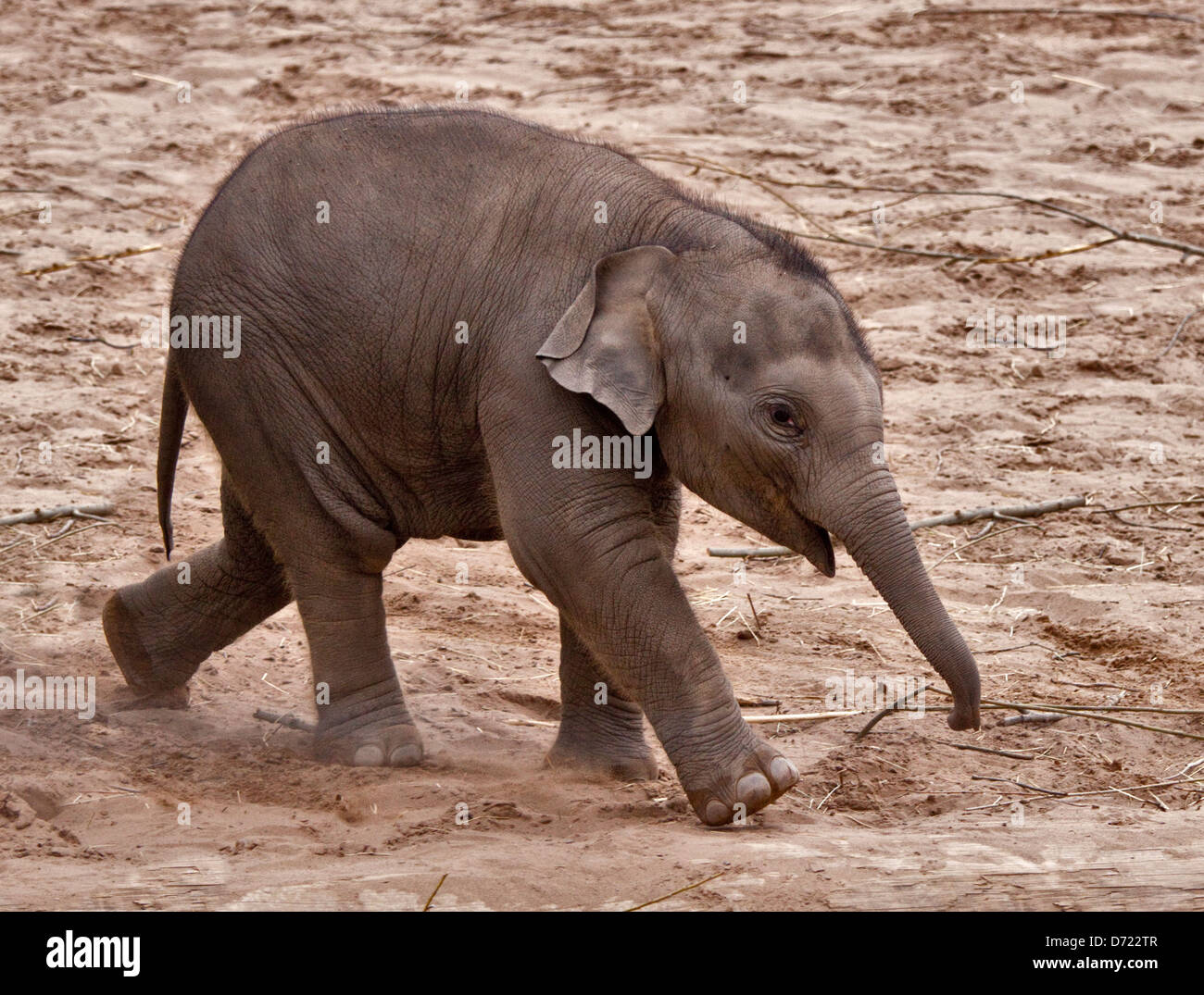Asiatischer Elefant (Elephas Maximus) Kalb Stockfoto