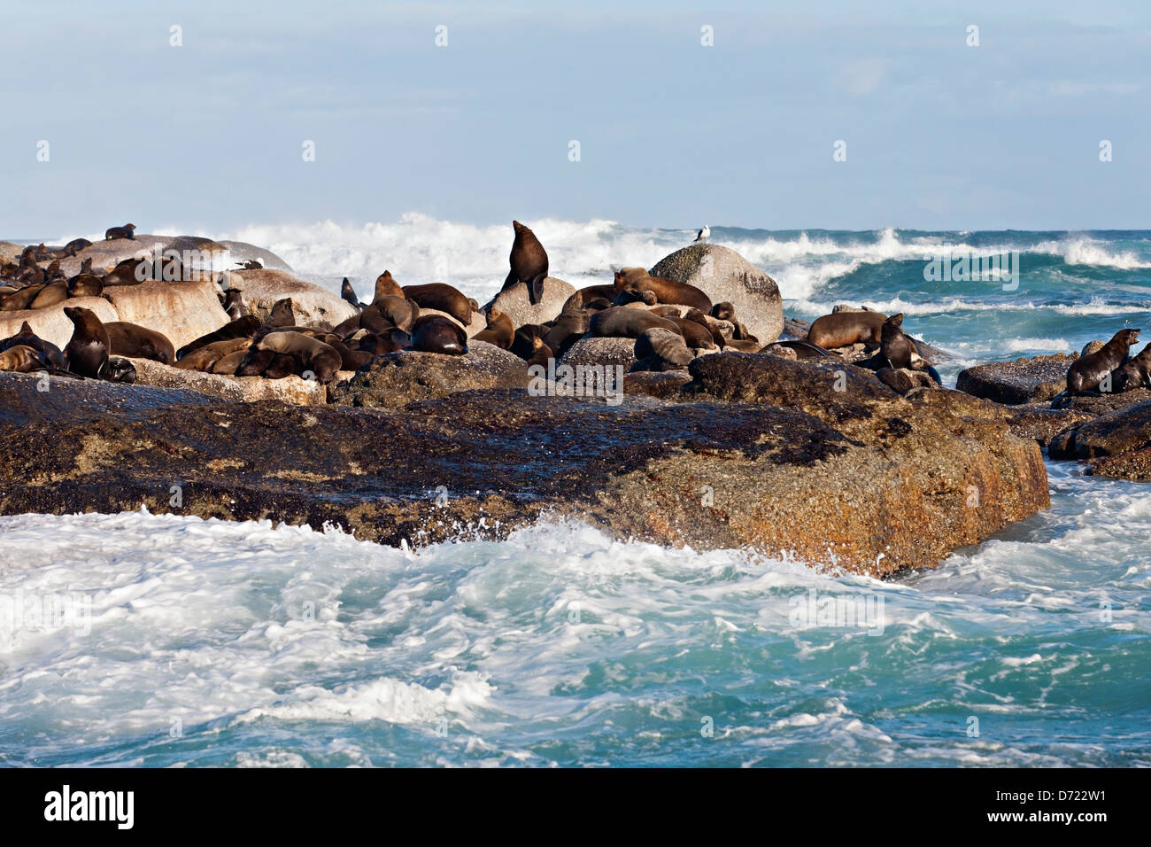 Hout Bay Robbenkolonie, Kap-Halbinsel, Südafrika Stockfoto Hout Bay Robbenkolonie, Kap-Halbinsel, Südafrika Stockfoto