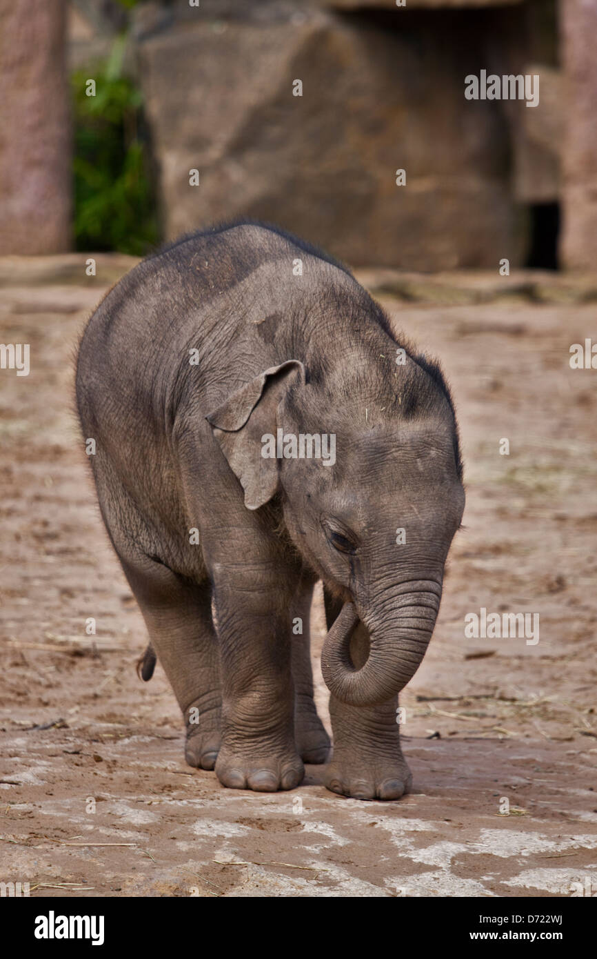 Asiatischer Elefant (Elephas Maximus) Kalb Stockfoto