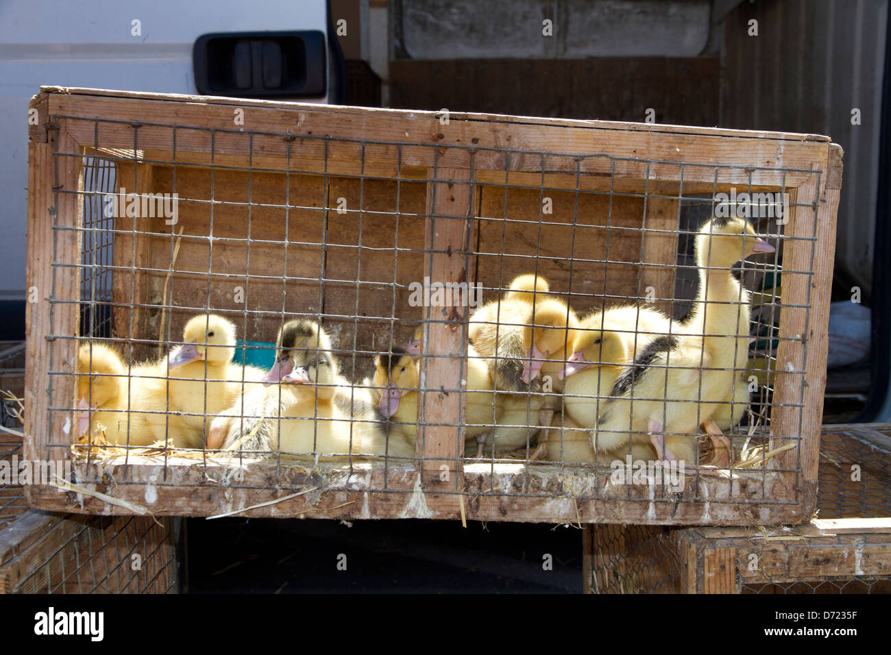 Küken in einem Käfig zu verkaufen, vermarkten Tiere in Santa Maria Mallorca Balearen Spanien Stockfoto