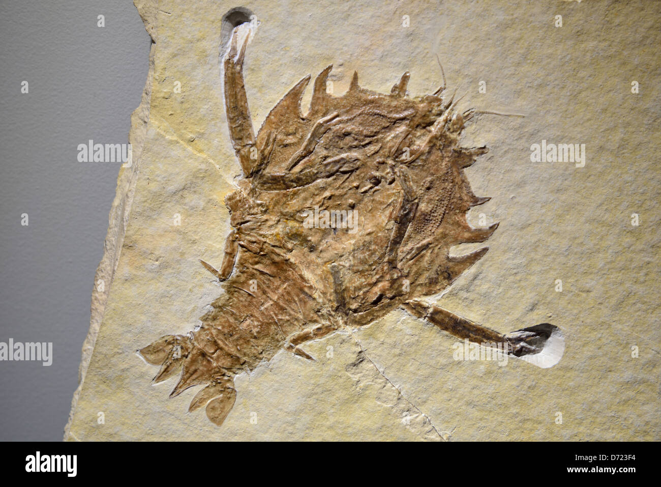 Fossile Krebstier Cycleryon Propinquus. Jura-Zeitalter. Stockfoto