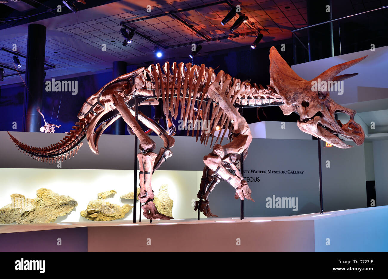 Fossil Skelett ein Triceratops. Stockfoto