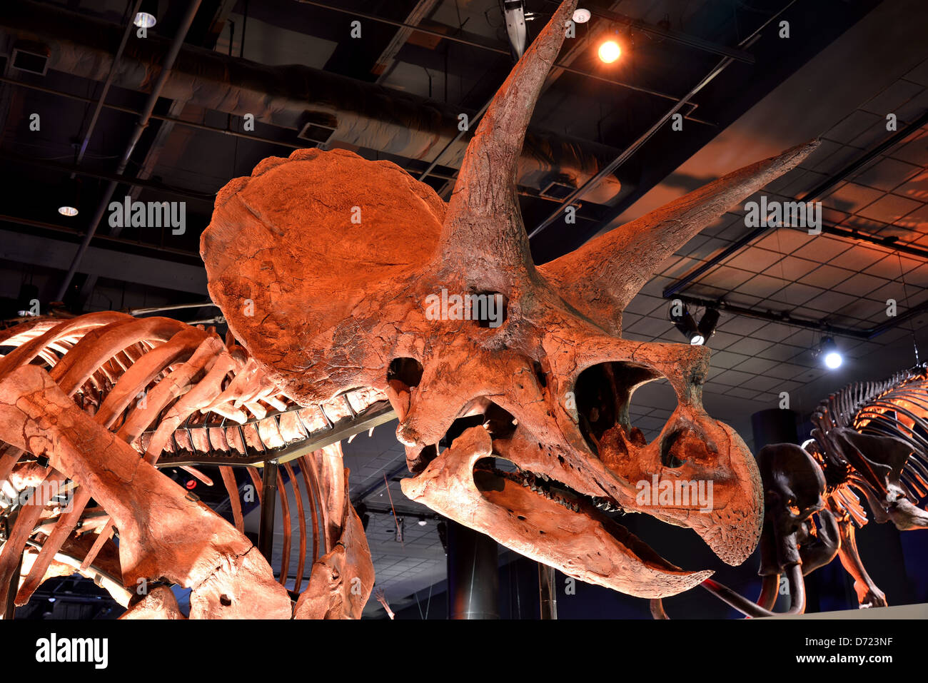 Kopf eines Fossils Triceratops. Stockfoto