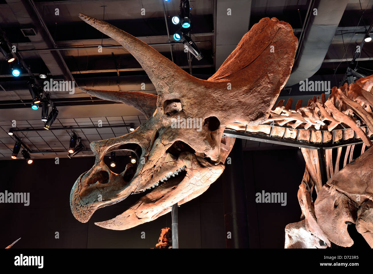 Kopf eines Fossils Triceratops. Stockfoto
