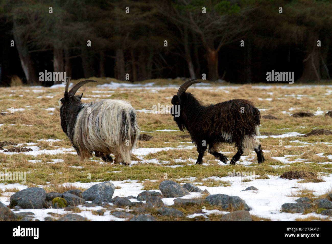 Verwilderte Ziegen (Capra Aegagrus Hircus) Stockfoto