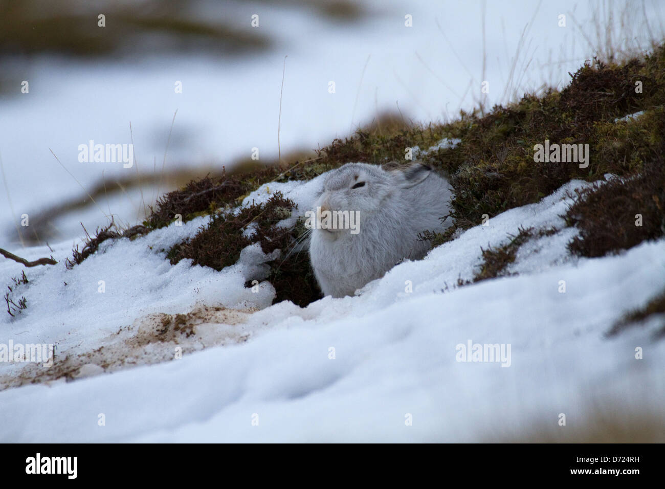 Schottische Schneehase (Lepus Timidus Scoticus) Stockfoto