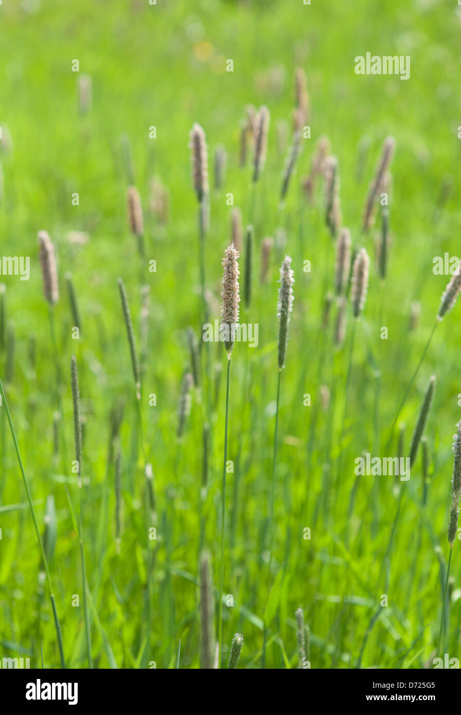 Blühenden Rasen Stockfoto