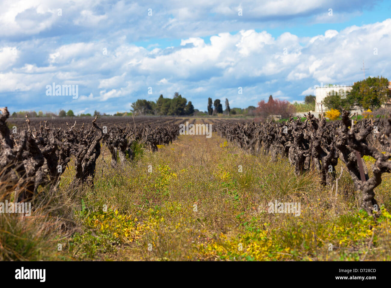Foto von einem trocken Weingut mit schönen Umgebung Stockfoto