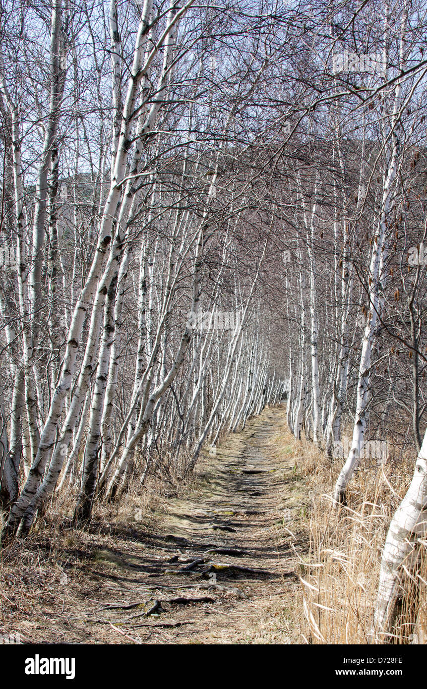 Ein Birken gesäumten Wanderweg lockt den Wanderer auf in Acadia Nationalpark, Maine. Stockfoto