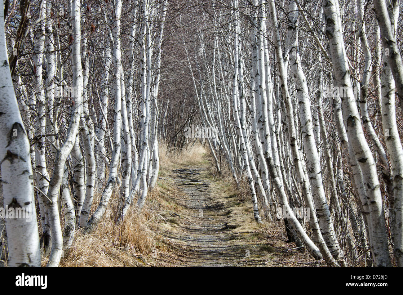 White Paper Birken säumen die Hemlock-Weg im Acadia National Park, Maine. Stockfoto