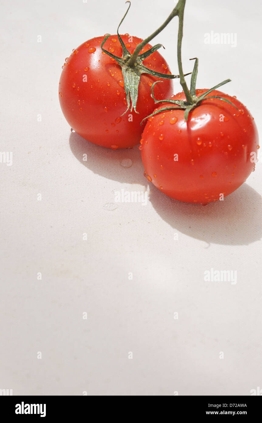 Tomaten auf der Rebe Stockfoto