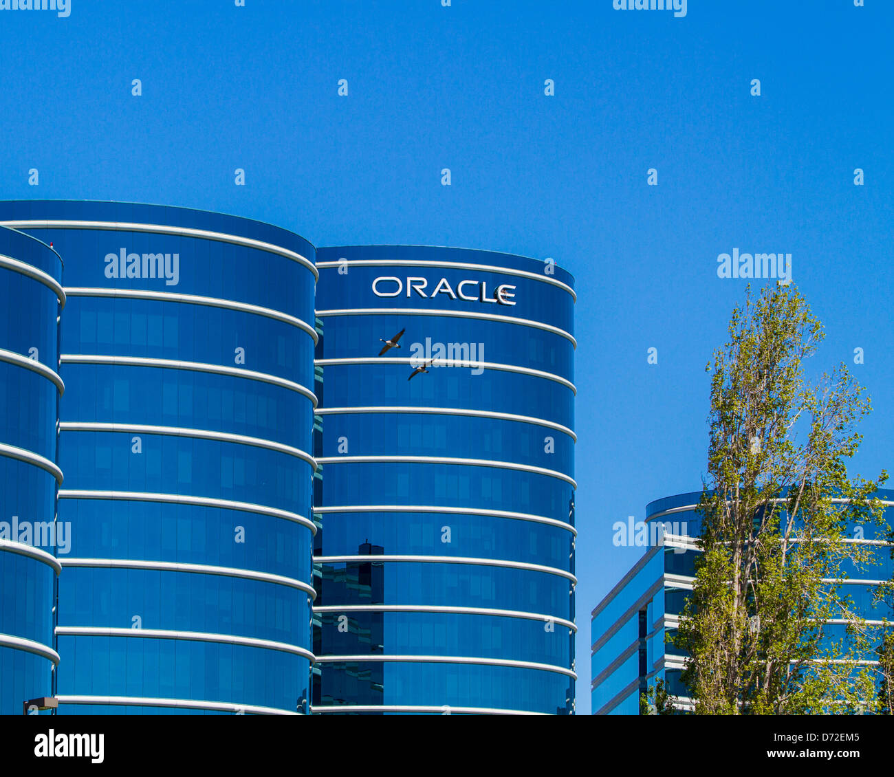 Oracle-Hauptsitz in Redwood Shores Kalifornien mit ein paar kanadische Gänse fliegen vorbei Stockfoto