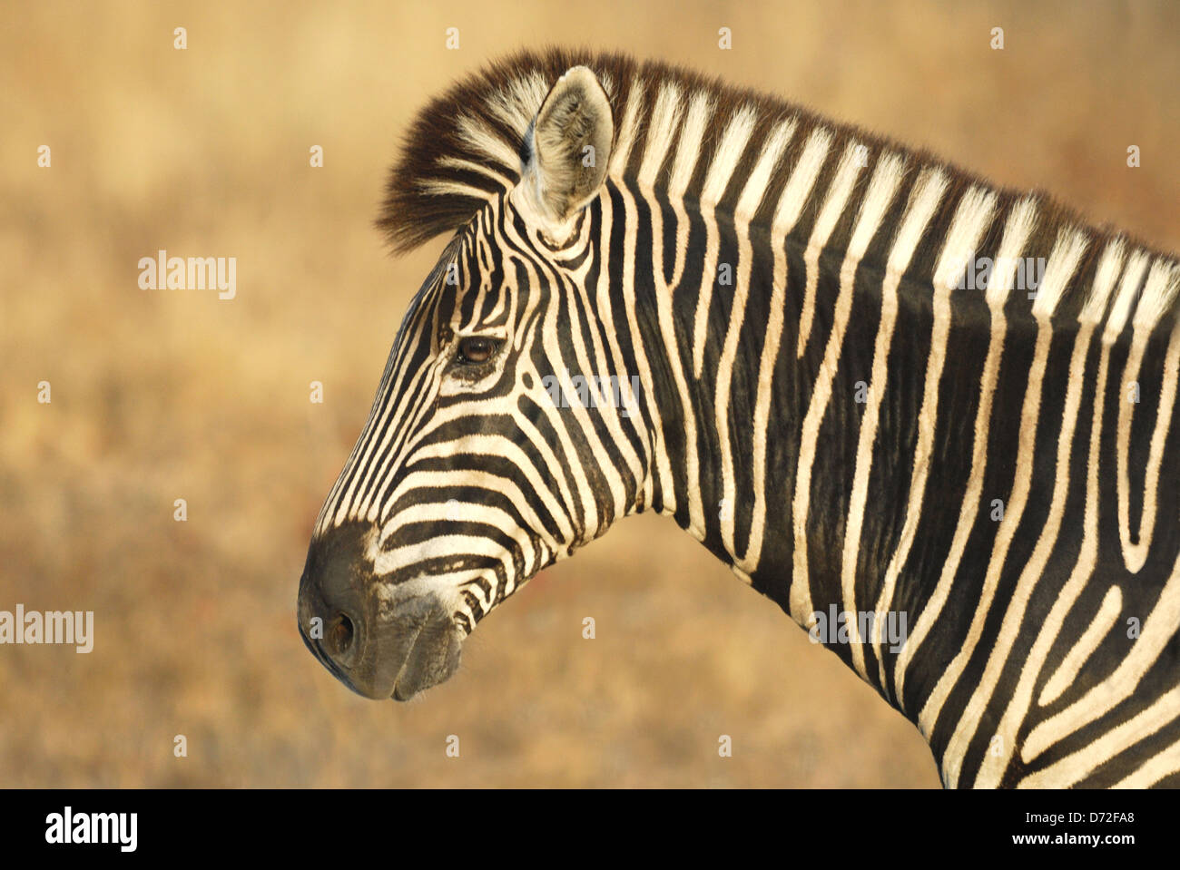 Männliche Burchell-Zebra (Equus Burchellii) im Krüger Nationalpark, Südafrika Stockfoto