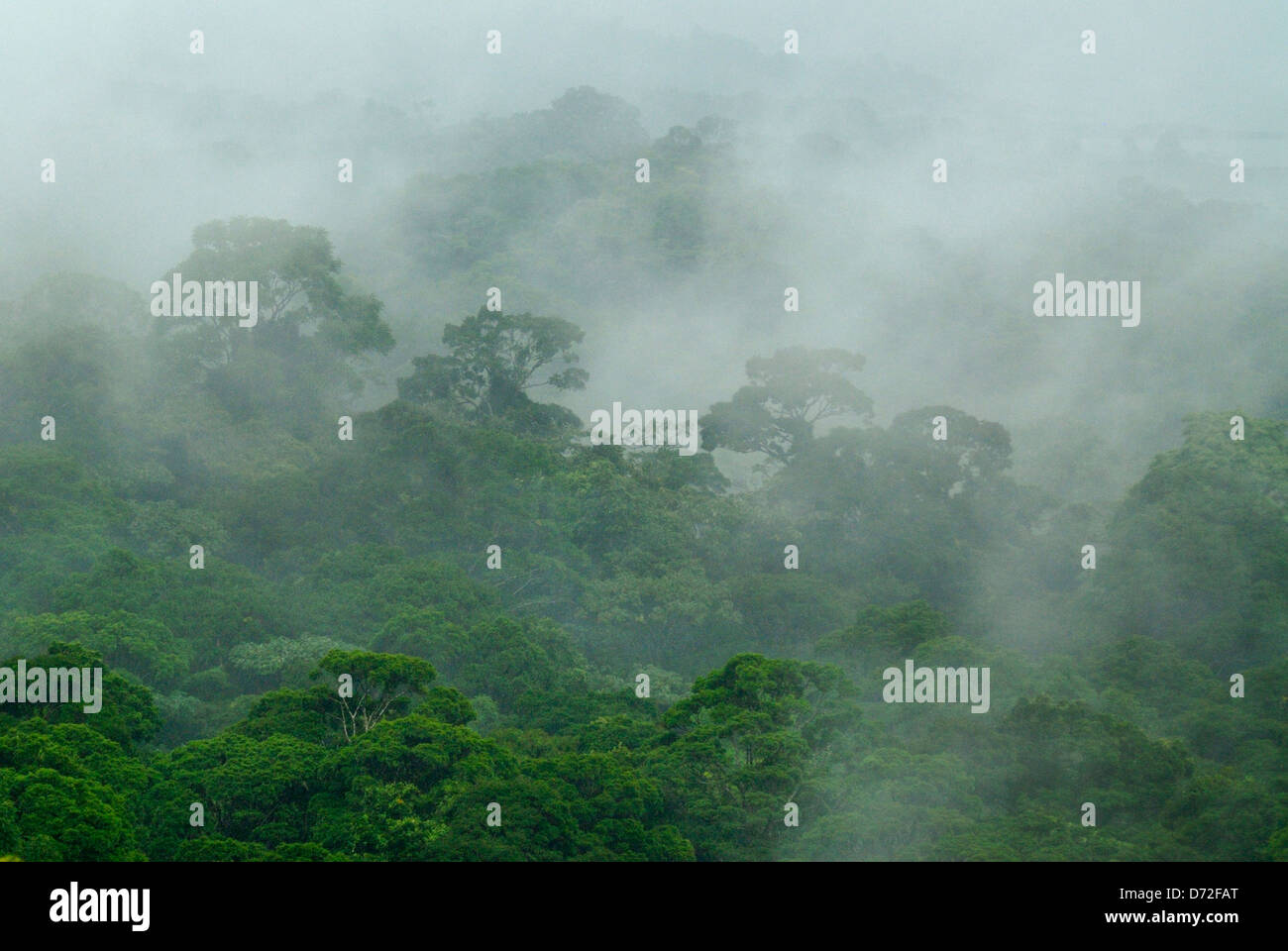 Die Cloud Forest der Volcan Arenal Nationalpark, Costa Rica Stockfoto
