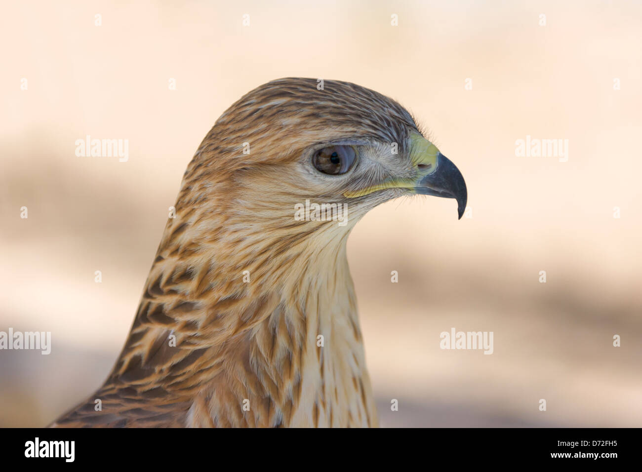 Falken in der Wüste Sahara, Ksar Ghilane, Tunesien Stockfoto