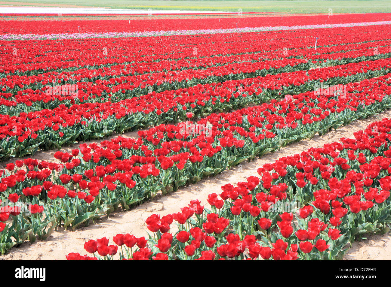 Tulpen Felder, Provence, Frankreich Stockfoto