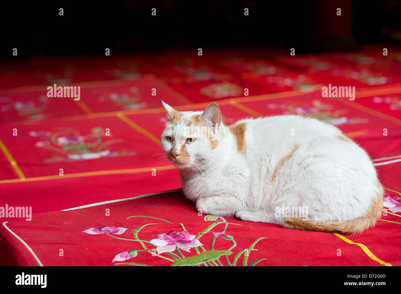 Weiße Katze auf Gebet Kissen auf den Jade Buddha Tempel, Shanghai, China Stockfoto