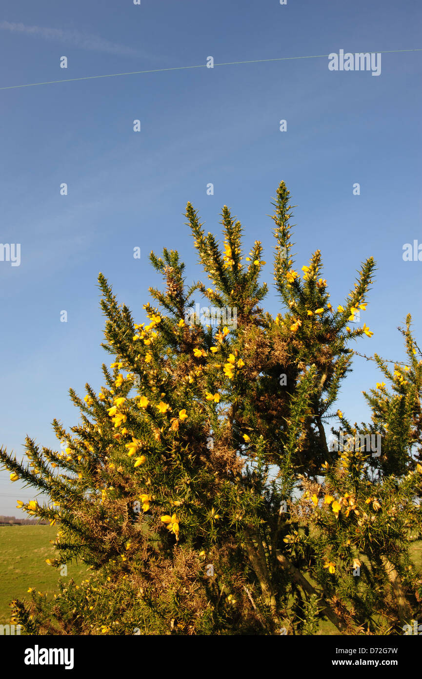 Ginster auf blauen Himmelshintergrund Stockfoto