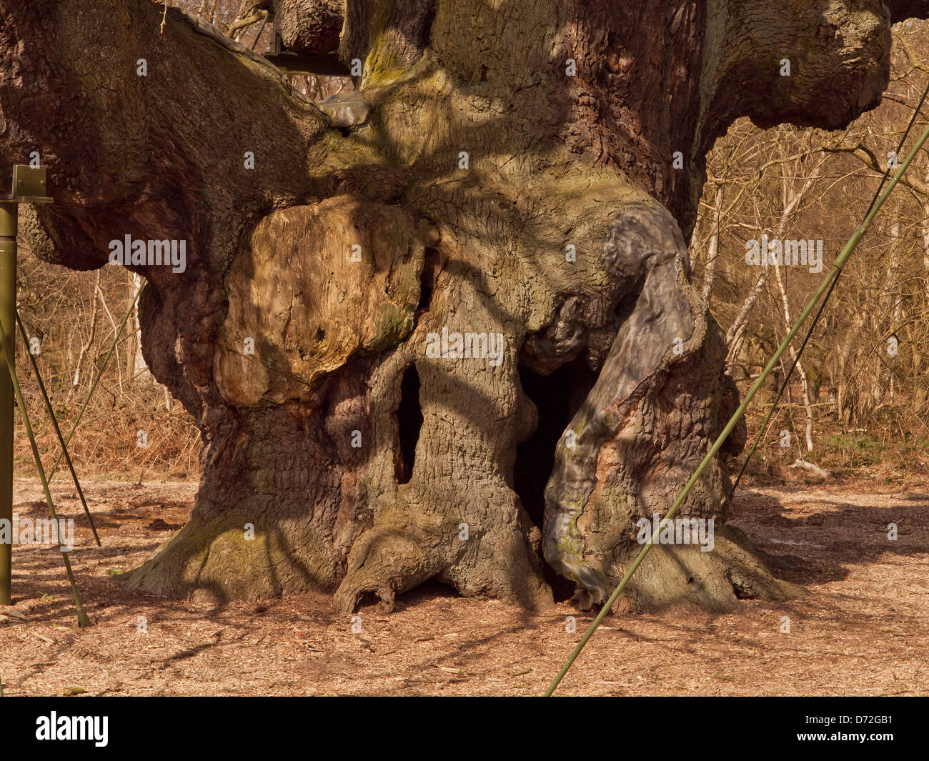 Major Oak Tree Stockfoto