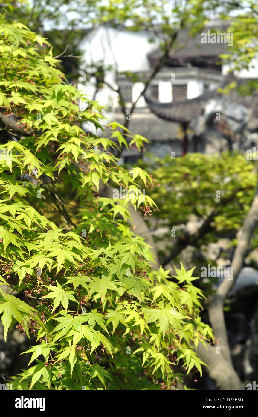 Hellgrünen Blättern des chinesischen Ahornbaum im Löwen Grove Garten in Suzhou, China Stockfoto