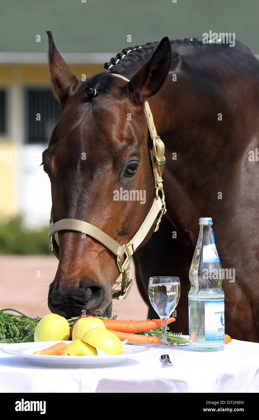 Iffezheim, Deutschland, frisst ein Pferd von einem gedeckten Tisch Stockfoto