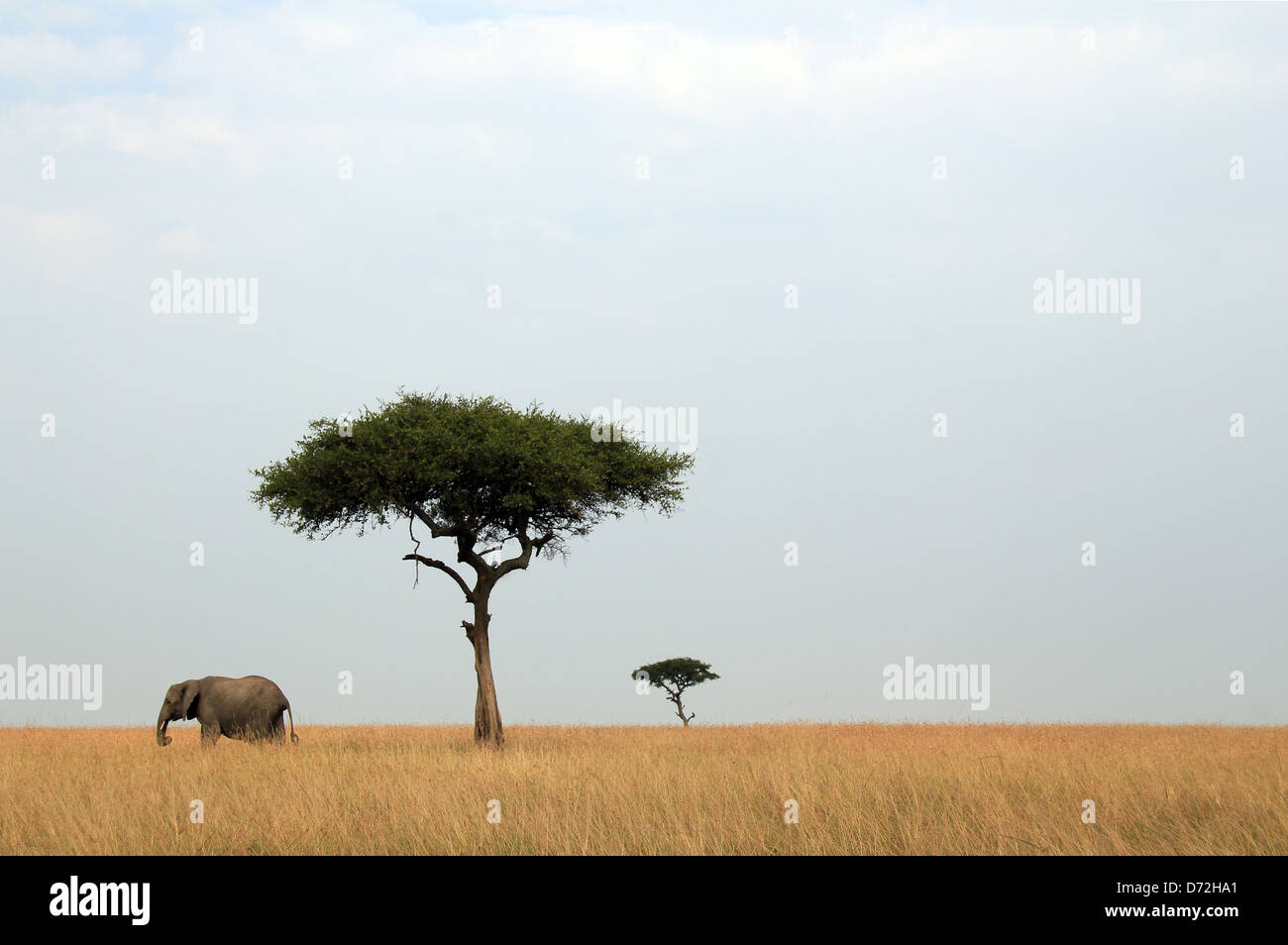 Afrikanischer Elefant (Loxodonta Africana) & Akazien in Savanne, Massai Mara, Kenia Stockfoto