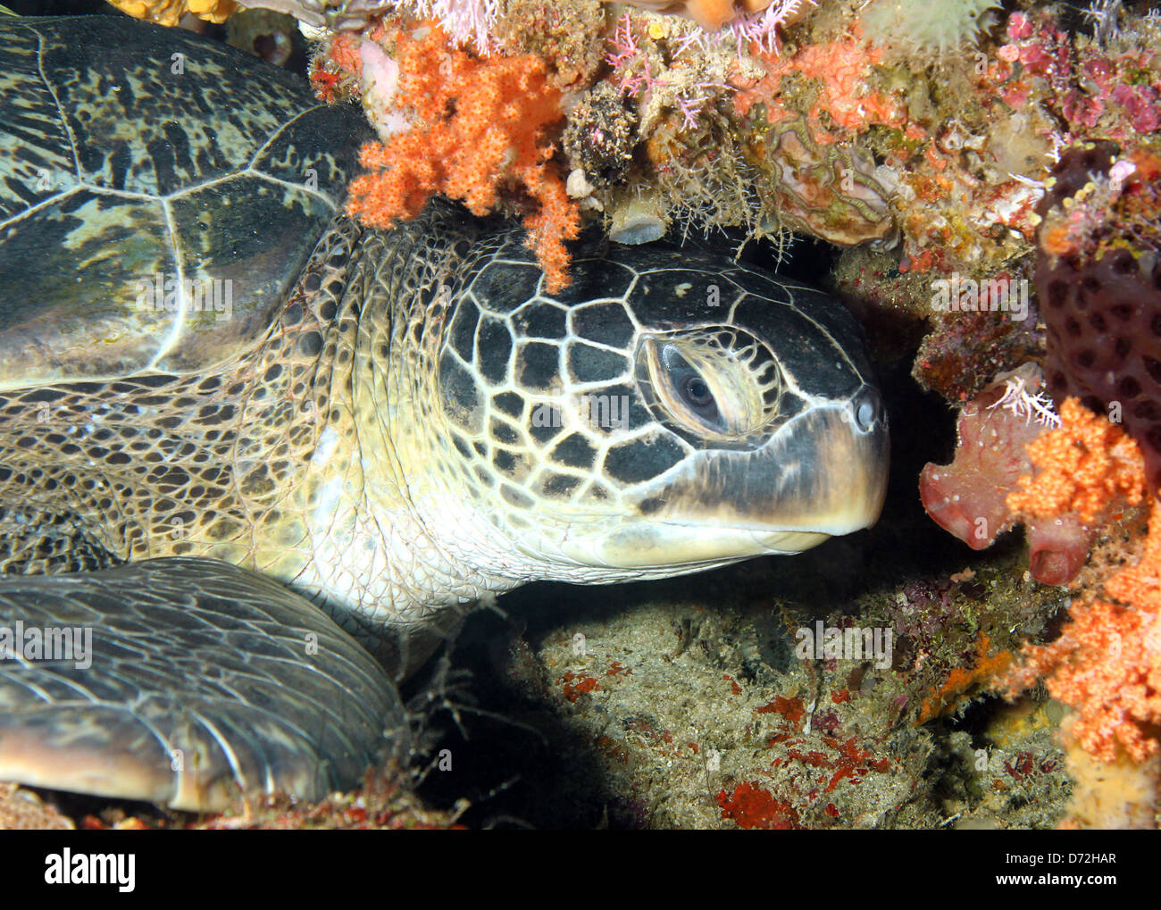 Suppenschildkröte (Chelonia Mydas) ruhen in die Korallenwand Bunaken, Indonesien Stockfoto