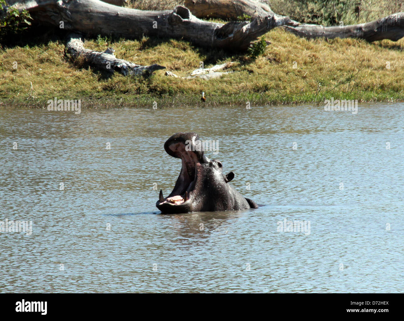 Nilpferd mit weit geöffneten Mund, Moremi Game Reserve, Botswana Stockfoto