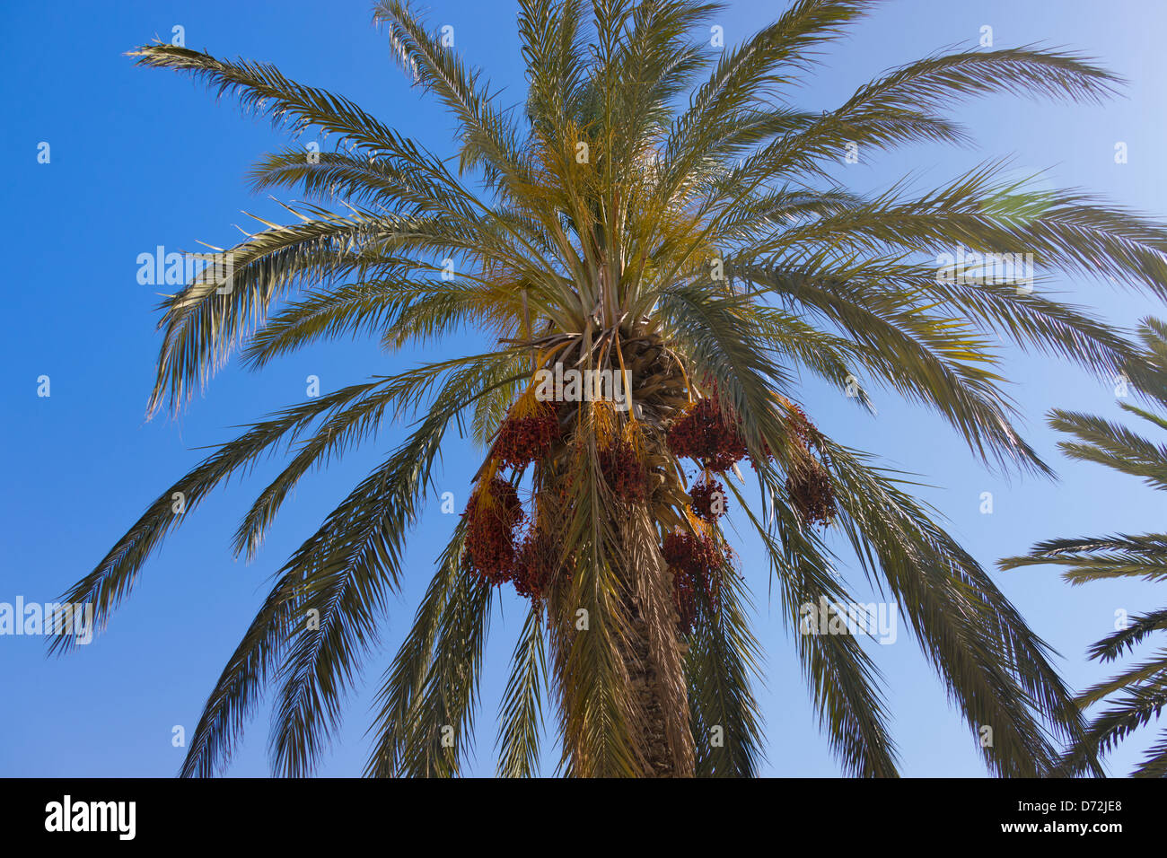 Palm Tree Termine, Sousse, Tunesien Stockfoto
