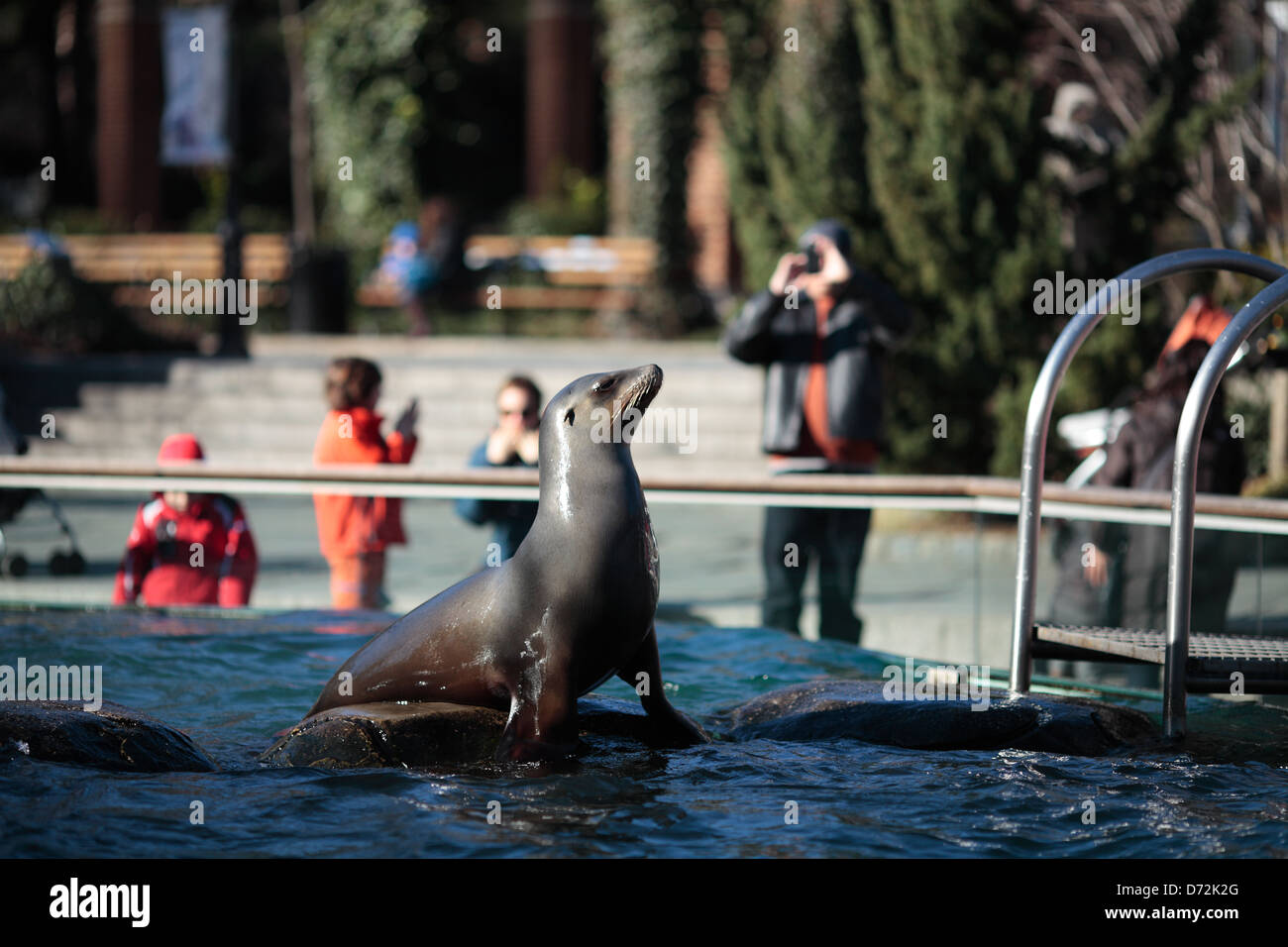 Der Central Park Zoo, Manhattan, New York Stockfoto