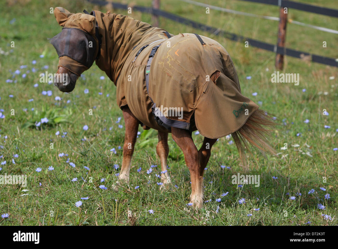 Ingelheim, Deutschland, steht Shetland Pony mit fliegen Maske und Ekzemerdecke auf einer Blumenwiese Stockfoto