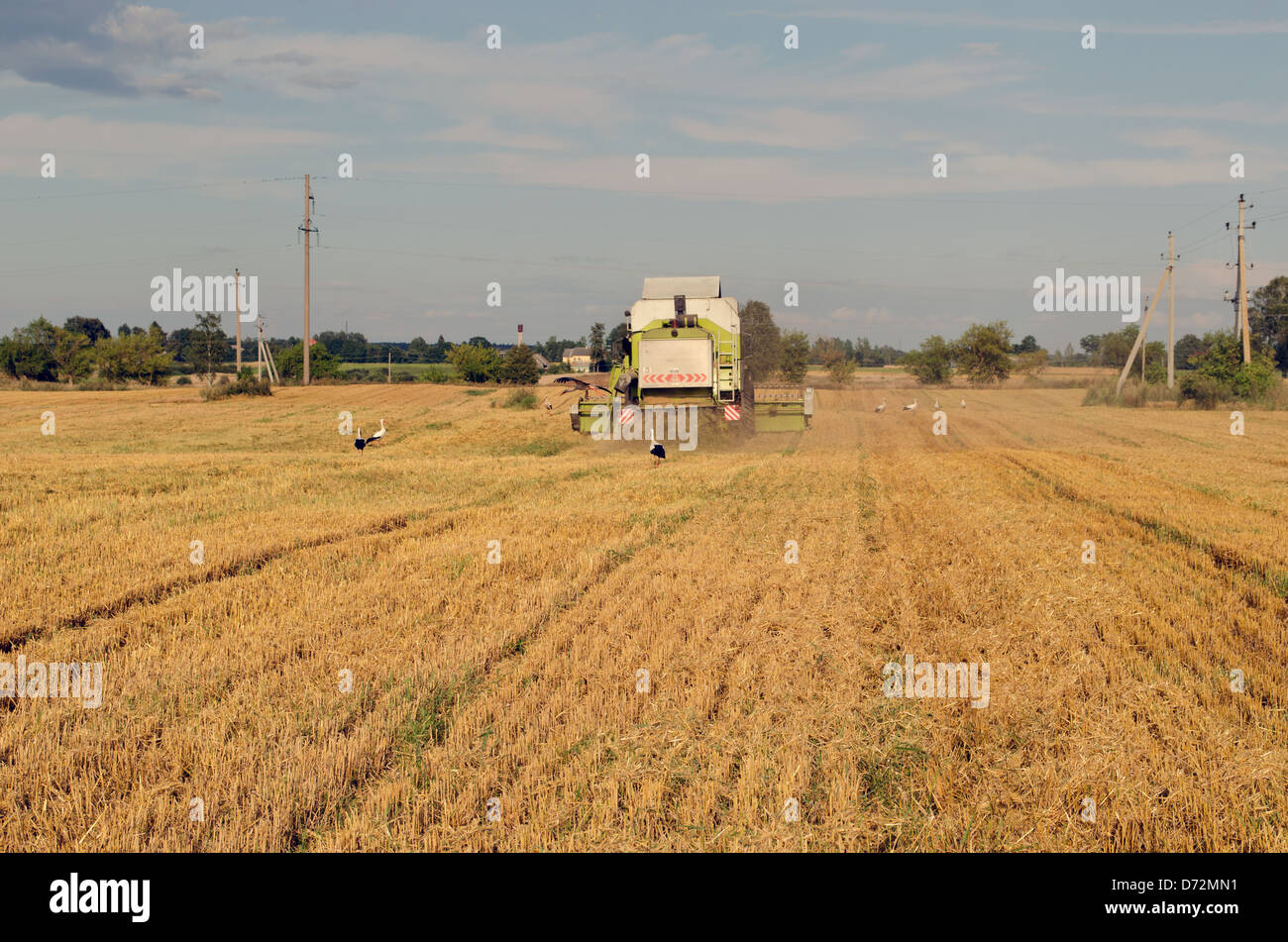 Kombinieren Sie Maschine Ausrüstung Pass Weizenernte im Agrarbereich und Storch Blick auf august nach Nahrung. Stockfoto