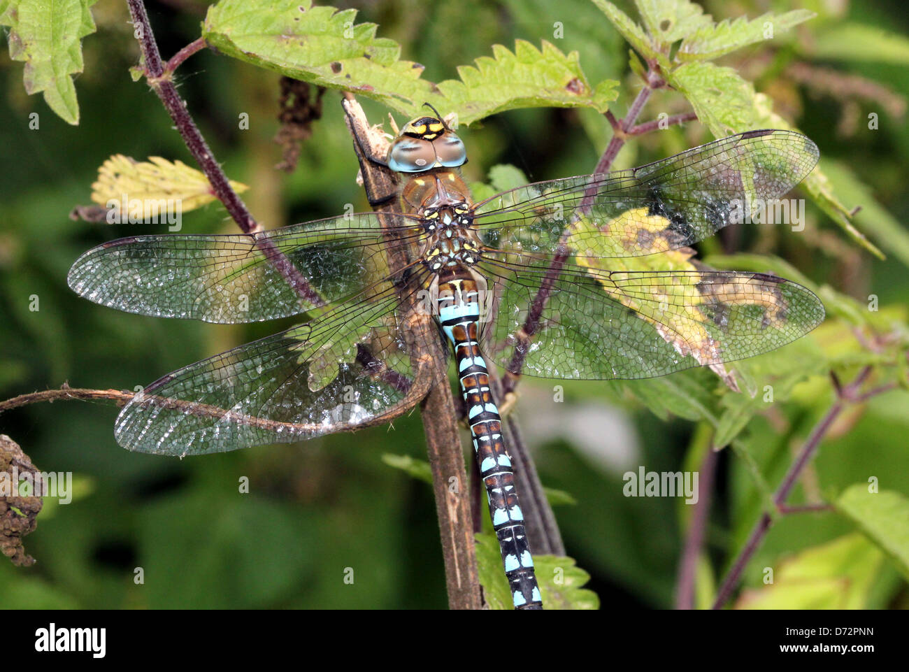 Extrem detaillierte Makro Bild des Kopfes und Augen ein Migrant Hawker-Libelle (Aeshna Mixta) Stockfoto