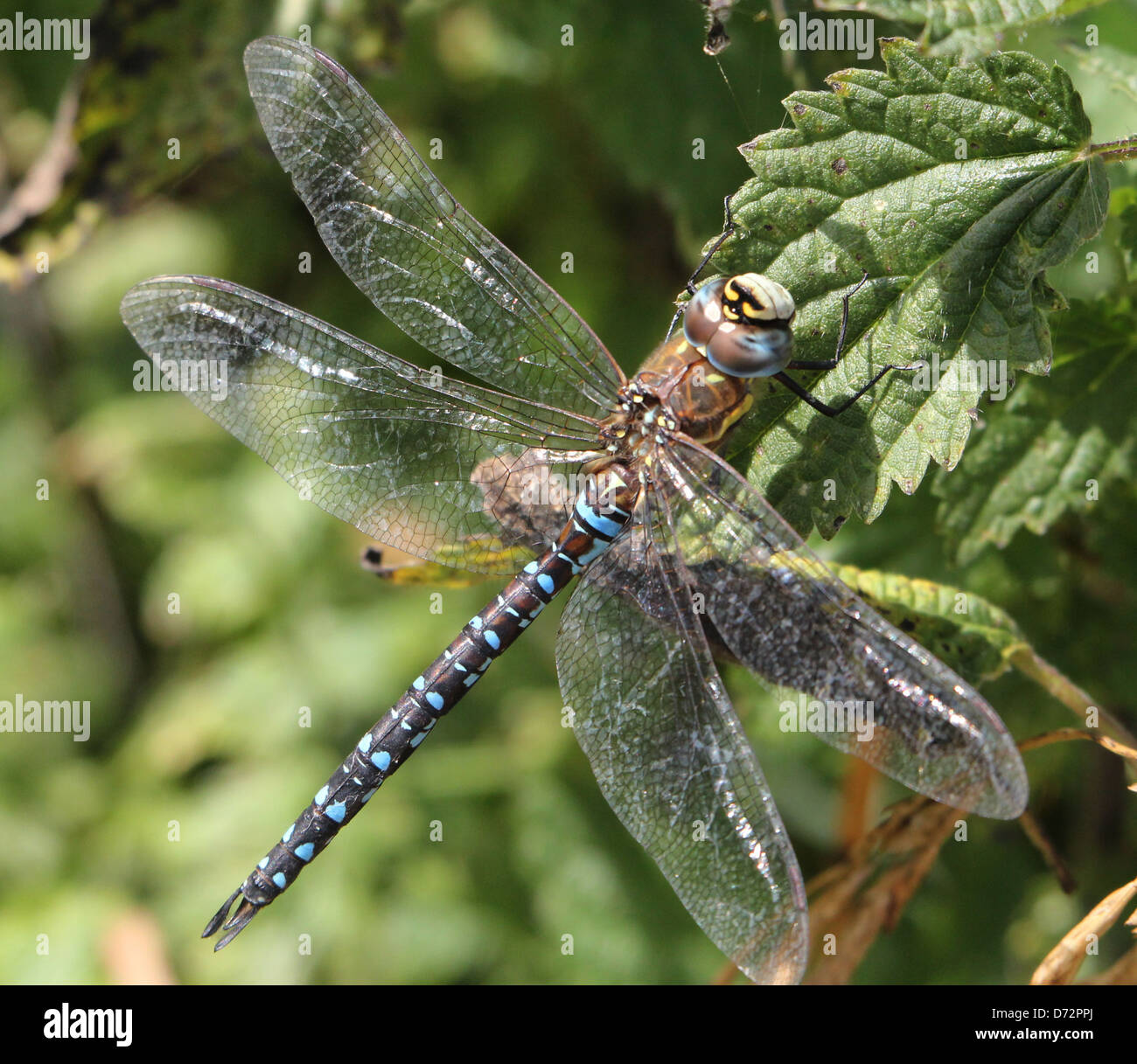 Detaillierte Makro Bild einer Migrantin Hawker-Libelle (Aeshna Mixta) ruhen und posiert Stockfoto